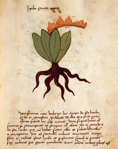 Ziele kostmaru lub balsamu (Tanacetum balsamita) autorstwa Italian School