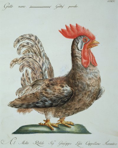 Kogucik karzeł, ok.1767-76 (ręcznie barwiony grawerunek) autorstwa Italian School
