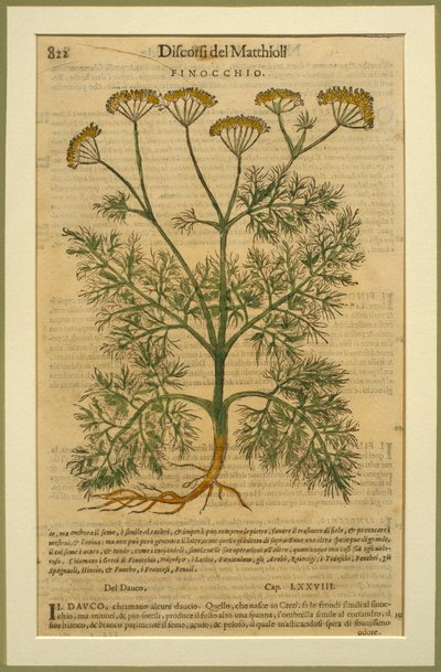 Koper włoski, płyta botaniczna z Discorsi autorstwa Pietro Andrea Mattioli (1501-77) opublikowana w Wenecji, 1570 autorstwa Italian School