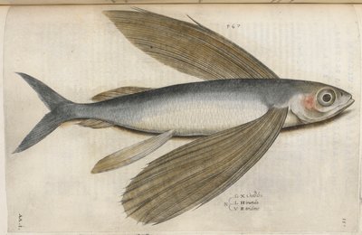 Latająca ryba, ilustracja z „Aquatilium Animalium Historiæ liber primus”, Ippolito Salviani autorstwa Italian School