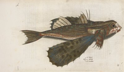Latająca ryba, ilustracja z „Aquatilium Animalium Historiæ liber primus”, Ippolito Salviani autorstwa Italian School