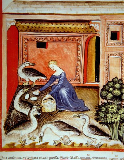 Fol.66r Hodowla gęsi, ilustracja z Tacuinum Santiatis Codex Vindobonensis autorstwa Italian School