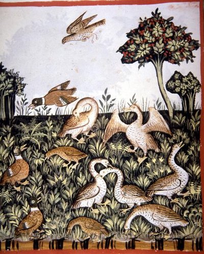 Fol.69v Kaczki i gęsi, ilustracja z „Tacuinum Santiatis Codex Vindobonensis” (welin) autorstwa Italian School