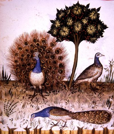 Fol.70r Pawie, ilustracja z 