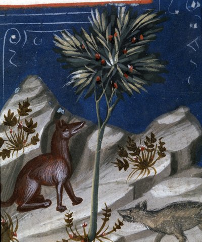 Lis i wilk, ilustracja z "Codex Justianus", 1350 autorstwa Italian School