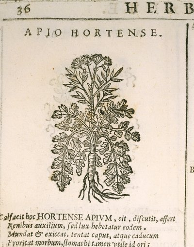 Pietruszka ogrodowa (Petroselinum crispum), grawerowana przez Castore Durante autorstwa Italian School