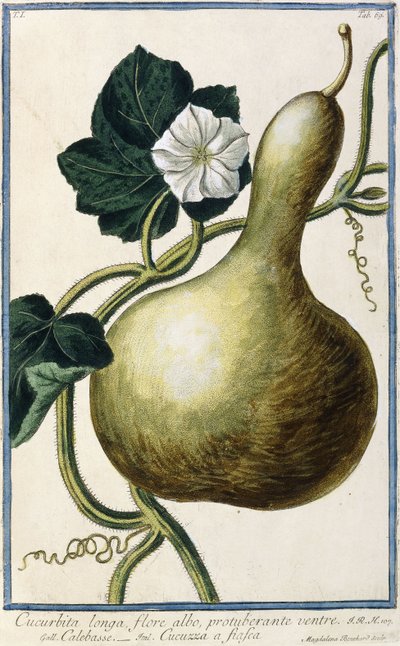 Tykwa, 1772-1784 autorstwa Italian School