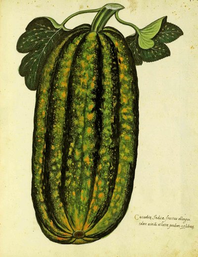 Zielona podłużna dynia Ulisse Aldrovandi (1522 - 1605) płyta wydana w Piante Fiori Frutti (ręcznie kolorowana grawerunek). autorstwa Italian School