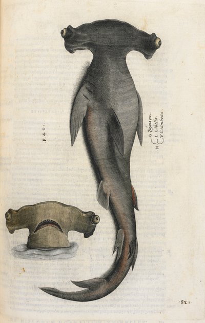 Rekin młot, ilustracja z „Aquatilium Animalium Historiæ liber primus”, Ippolito Salviani autorstwa Italian School
