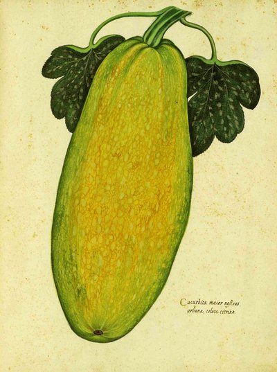 Heirloom Squash autorstwa Ulisse Aldrovandi autorstwa Italian School