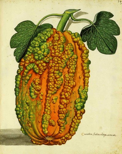 Heirloom Squash autorstwa Ulisse Aldrovandi autorstwa Italian School