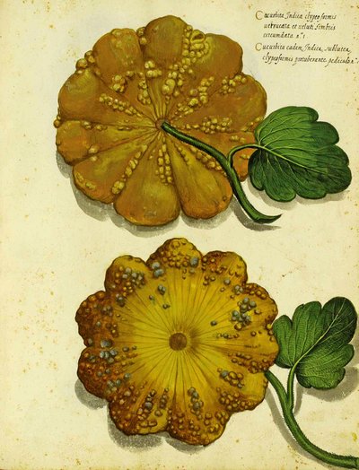 Heirloom Squash autorstwa Ulisse Aldrovandi autorstwa Italian School