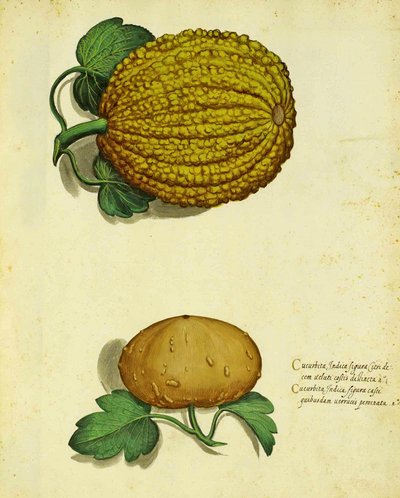 Heirloom Squash autorstwa Ulisse Aldrovandi autorstwa Italian School