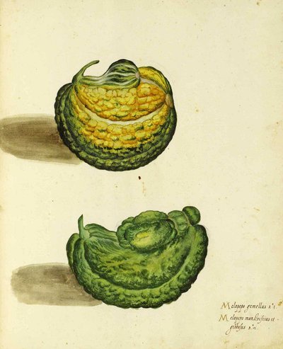 Heirloom Squash autorstwa Ulisse Aldrovandi autorstwa Italian School