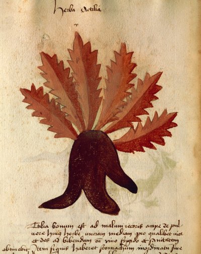 Herba Actila autorstwa Italian School