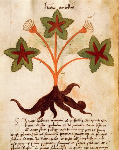 Herba Antolas autorstwa Italian School