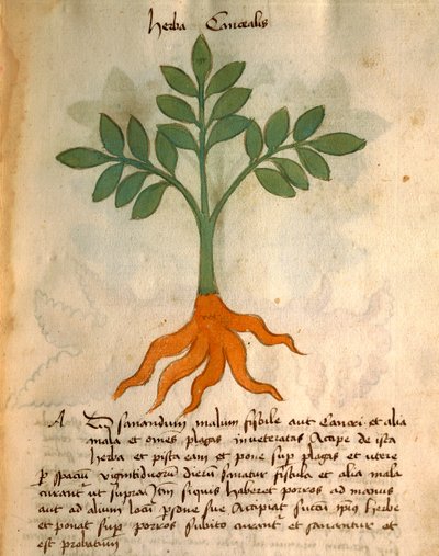 Herba Cancealis autorstwa Italian School
