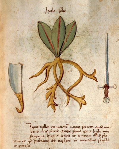 Herba Folio autorstwa Italian School