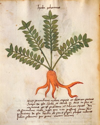 Herba Poleximos autorstwa Italian School