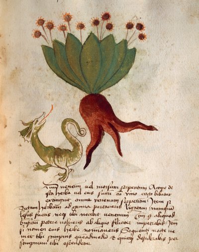 Herba Vermicularia autorstwa Italian School