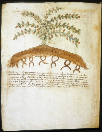 Zielnik z XIV wieku. Biblioteka miejska w Rimini. autorstwa Italian School