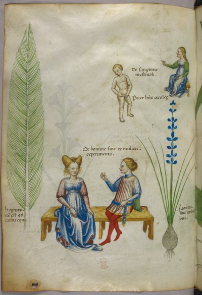 Ilustracja skrzypu polnego [hyppuris] i irysa [ jacintus]; postacie reprezentujące aspekty ludzkiej seksualności, ok. 1440 (tusz i kolor na welinie) autorstwa Italian School