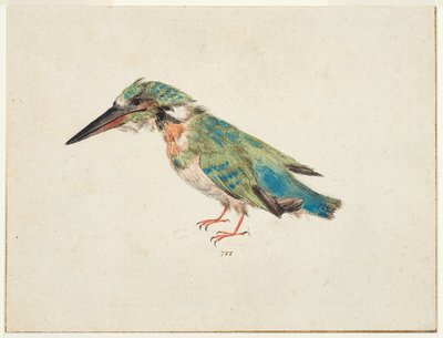 Kingfisher, ok. 1650-99 (czarna kreda, akwarela, bodycolor na kredowanym papierze, leżący, z brązowymi liniami oprawy na trzech krawędziach) autorstwa Italian School