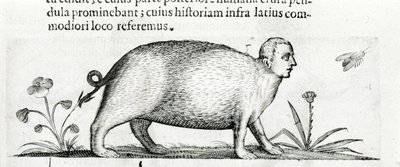 La manticore - w "O naturze potworów powoduje, książka druga" autorstwa Fortunio Chociaż autorstwa Italian School