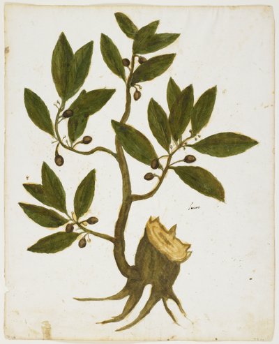 Drzewo laurowe (Laurus nobilis) (wc i tempera na papierze) autorstwa Italian School