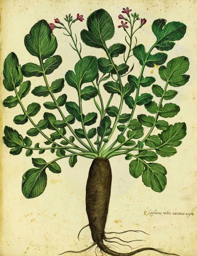 Długa czarna rzodkiewka autorstwa Ulisse Aldrovandi autorstwa Italian School