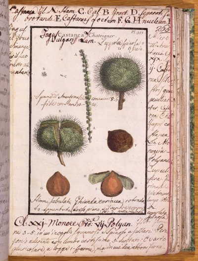 Ms 115 Kasztan, z Dizionario di Botanica (pióro i atrament i toaleta na papierze) autorstwa Italian School