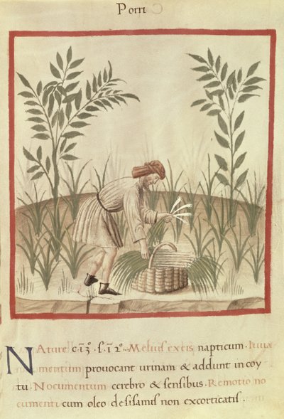 Ms 3054 f.22 Zbieranie porów z „Tacuinum Sanitatis” (welin) autorstwa Italian School