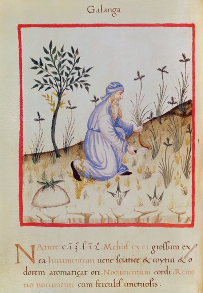 Ms 3054 f.22 Galangal zbierany z „Tacuinum Sanitatis” (welum) autorstwa Italian School