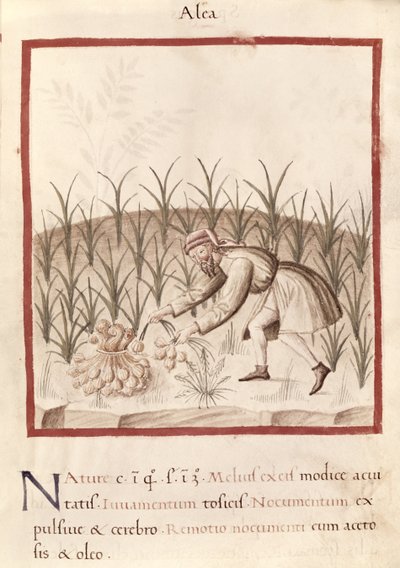 Ms 3054 fol.23 Zbieranie czosnku z 
