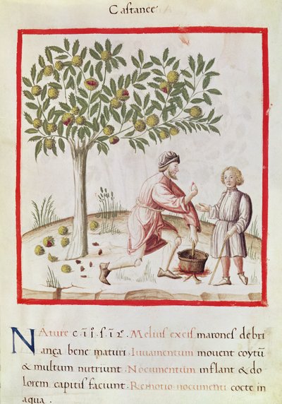 Ms 3054 fol.31 Zbiór i gotowanie kasztanów z 