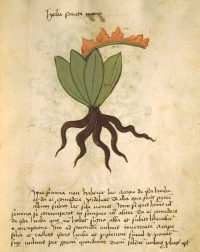 Ms 320 M Fol.28r Ziele Santa Maria, z Księgi Herbariusa wraz z metodami przygotowania leków Orgione Rizzardo autorstwa Italian School