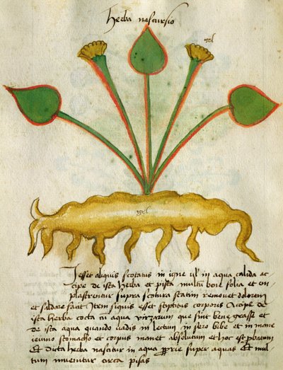 Ms 320 M Fol.29v Herba Nastrusio, z "Liber Herbarius una cum rationibus conficiendi medicamenta" Orgione Rizzardo. autorstwa Italian School