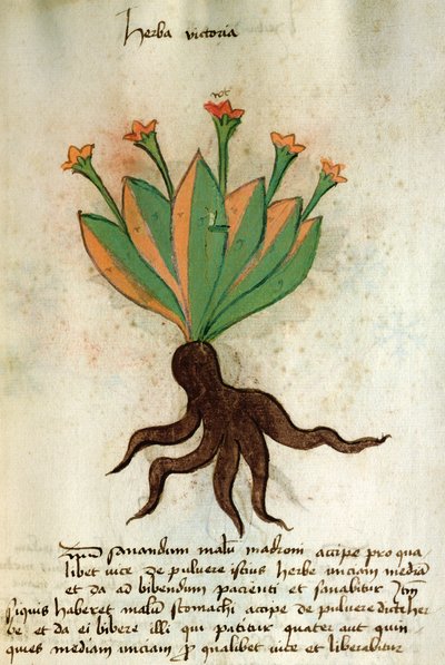 Ms 320 M Fol.34r Herba Victoria, z „Księgi Herbariusa wraz z metodami przygotowania leków” Orgione Rizzardo autorstwa Italian School