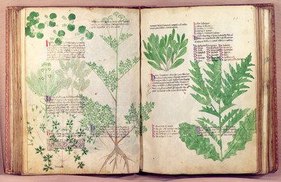 Ms Lat 6823 fol.19v i 80 roślin z De Herbis autorstwa Manfredus de Monte Imperiali, c.1330-40 autorstwa Italian School