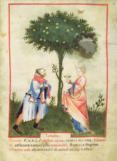 Nouv Acq Lat 1673 fol.18 Zbieranie cytryn, z Tacuinum Sanitatis, c.1390-1400 autorstwa Italian School