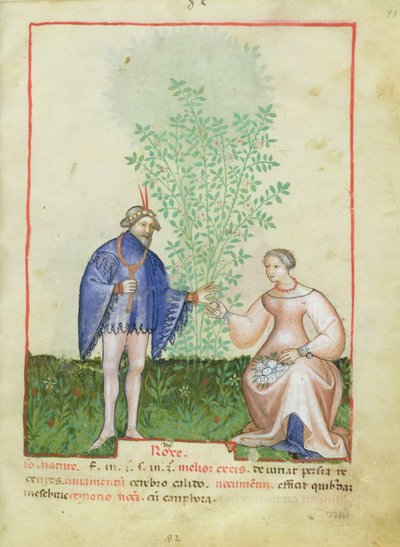 Nouv Acq Lat 1673 fol.83 Róże z Tacuinum Sanitatis, ok. 1390-1400 autorstwa Italian School