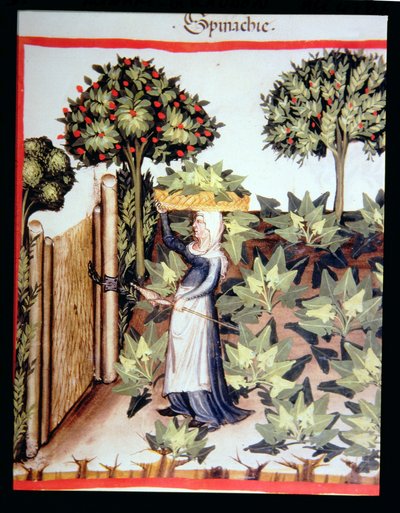 Nova 2644 f.27r do zbioru szpinaku, z Tacuinum Hygiene Code Vindobonensis autorstwa Italian School