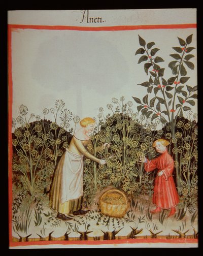 Nova 2644 f.32r Koper Zbierania autorstwa Italian School