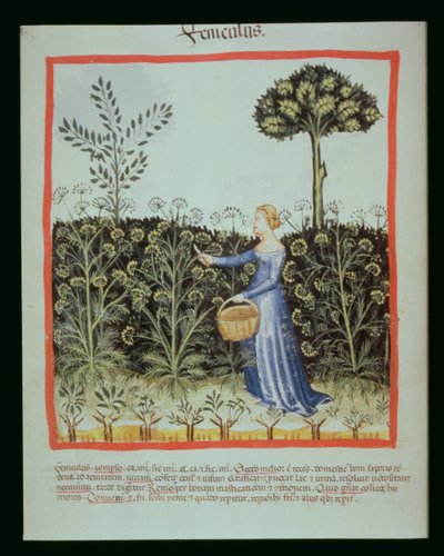 Nova 2644 f.41v do zbioru kminku autorstwa Italian School