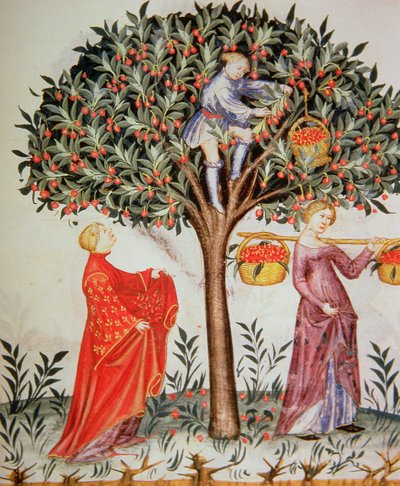 Nova 2644 fol.12r Zbieranie wiśni, z Tacuinum Sanitatis Codex Vindobonensis autorstwa Italian School