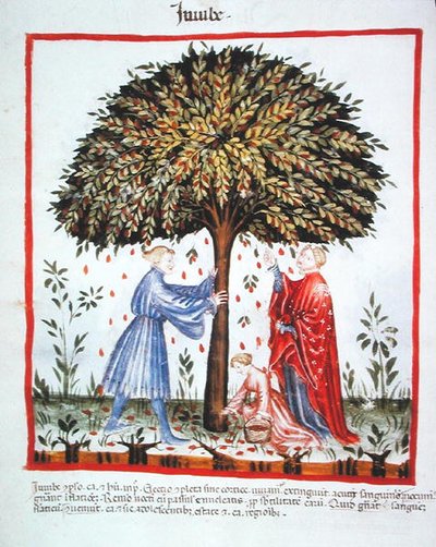 Nova 2644 fol.15v Gathering Jujubes, from Tacuinum Sanitatis Codex Vindobonensis (vellum) autorstwa Italian School