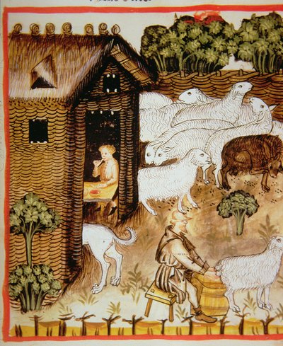 Nova 2644 fol.59r Hodowla owiec: mleko słodkie, z Tacuinum Sanitatis autorstwa Italian School