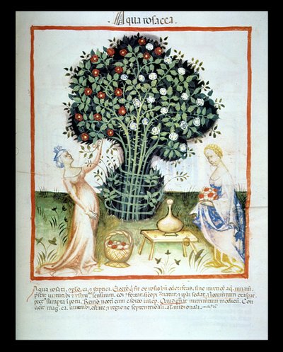 Nova 2644 fol.93r Woda różana, z wiedeńskiego kodeksu Tacuinum Sanitatis autorstwa Italian School