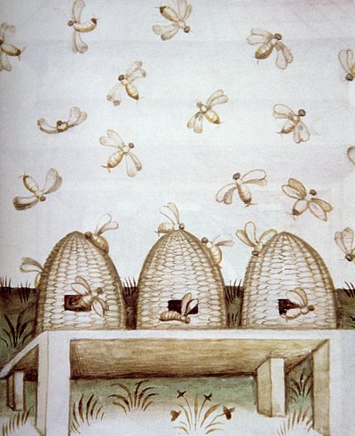 Nova 2644 fol.94v Ule, z Tacuinum Sanitatis autorstwa Italian School