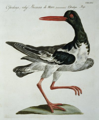 Oyster Catcher, c.1767-76 (ręcznie barwiony grawerunek) autorstwa Italian School